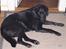 Labrador retriever Berta<´3(Aflivet)R.I.P:'( - 19) Smukke Berta<´3