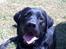 Labrador retriever Simba