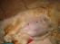 Chow chow Fuh-Thu-chow Inka-Rose - se min tykke mave, jeg skal snart have hvalpe.