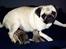 Mops Ibeth Pug Dominic Purcell - drengen er til højre
