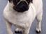 Mops Ibeth Pug Dominic Purcell - drengens mor
