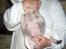 Mops Ibeth Pug Dominic Purcell - inde i den her mave var han før :)