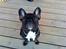 Fransk bulldog Toby 3-benet R.I.P