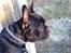 Fransk bulldog Toby 3-benet R.I.P