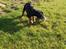 Dobermann Armageddonstars Elmander (R.I.P.) - se hvad jeg fandt...