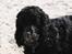 Cocker spaniel ANIBELL'S BLACK CHARLi - charli ude hved stranden .han havde lige prøvet på at grave ned til kina men misionen mislykkedes xD