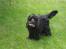 Cocker spaniel ANIBELL'S BLACK CHARLi - det ser lidt sjovt ud 