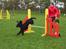 Cocker spaniel ANIBELL'S BLACK CHARLi - mig og charli fik en flot fjerde plads til et udendørs agility stævne 