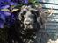 Cocker spaniel ANIBELL'S BLACK CHARLi - han er bare en rigtig livsnyder