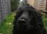 Cocker spaniel ANIBELL'S BLACK CHARLi - smukke charli en efterårs dag 