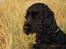 Cocker spaniel ANIBELL'S BLACK CHARLi - på stranden ved klitterne .. han har vidst fået øje på en strand løve ;)