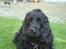 Cocker spaniel ANIBELL'S BLACK CHARLi - han er simpelthen godheden selv ;)