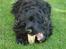 Cocker spaniel ANIBELL'S BLACK CHARLi - han elsker simpelthen det kødben
