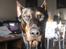 Dobermann SPIKE     R.I.P 3/11-2009