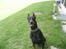 Dobermann SPIKE     R.I.P 3/11-2009