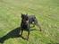 Dobermann SPIKE     R.I.P 3/11-2009