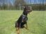 Dobermann SPIKE     R.I.P 3/11-2009
