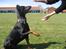 Dobermann SPIKE     R.I.P 3/11-2009