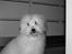 Coton de tulear Bailey