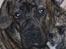 Boerboel Thor bamse - er jeg ikke sød