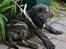 Boerboel Thor bamse - er jeg ikke nuser??