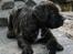 Boerboel Thor bamse - hov.. der var jeg jo igen