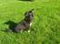 Chihuahua Selena - Ude i haven for første gang