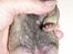 Mops Ibeth Pug Dominic Purcell