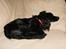 Blanding af racer Coco - "ZZzzzzz"