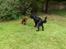 Blanding af racer Coco - Coco leger med sin ven Noah