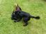 Blanding af racer Coco - Coco leger med sin ven Noah