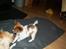 Blanding af racer Luna