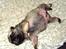 Mops Ibeth Pug Dominic Purcell - klumpen (ikke fra det ydre rum)