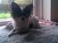 Papillon Coco