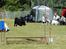 Labrador retriever (Formel 1) Blackie - Stævne i Harlev juni 2008