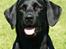 Labrador retriever (Formel 1) Blackie - Min dejlige Blackie