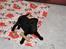 Labrador retriever (Formel 1) Blackie - Blackie som hvalp 2004
