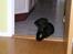 Labrador retriever (Formel 1) Blackie - Efter 2 dage i huset, vidste Blackie godt at man ikke må gå ind i stuen
