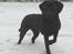 Labrador retriever (Formel 1) Blackie - Blackie i sneen
