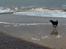 Labrador retriever (Formel 1) Blackie - Blackie ved vesterhavet