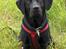 Labrador retriever (Formel 1) Blackie - Blackie efter at have gået Tunø rundt