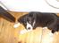 Border collie Kahlua