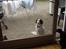 Border collie Kahlua