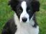 Border collie Mini 