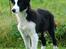 Border collie Mini 