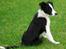 Border collie Mini 
