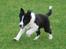 Border collie Brandy † RIP- 7-10-2009 †