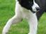 Border collie Brandy † RIP- 7-10-2009 †