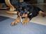 Rottweiler Xinka`s Calvin (Simba) - Num det er guf det her...........