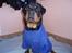 Rottweiler Xinka`s Calvin (Simba)
